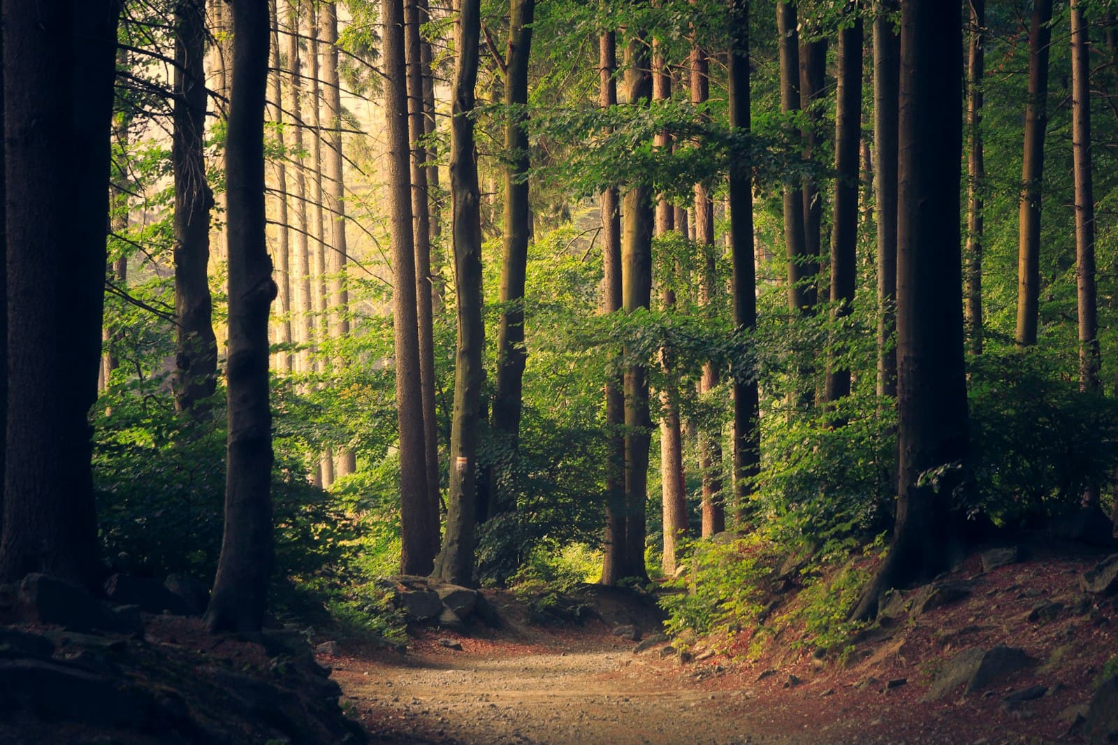 A solitary trail through lenga forest toward open mountain light.